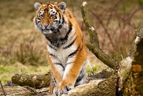 74年属虎人的财运中，生肖虎招财转运的物品具体指什么？