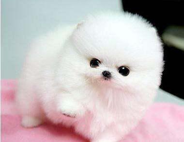 博美好听的名字狗狗好听的名字，博美取什么名字既好听又独特呢？