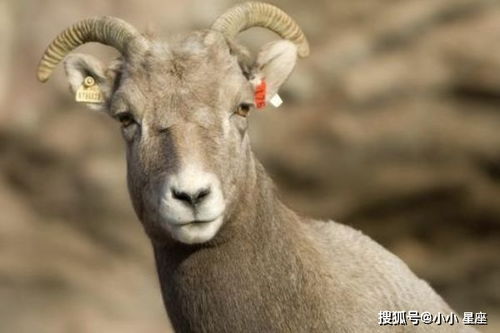 二月份的羊在冬月命运如何，能否改写命运走向？