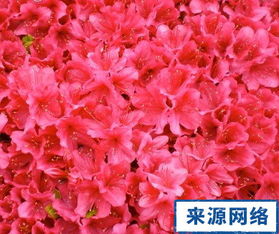 一、 杜鹃花的象征意义