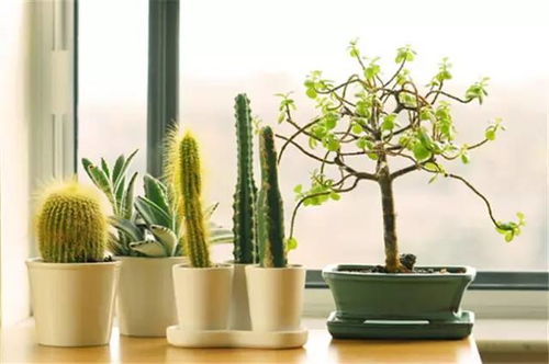 家里不适合养散尾葵，龙尾葵吉凶如何？野生龙尾葵图片大全有哪些？