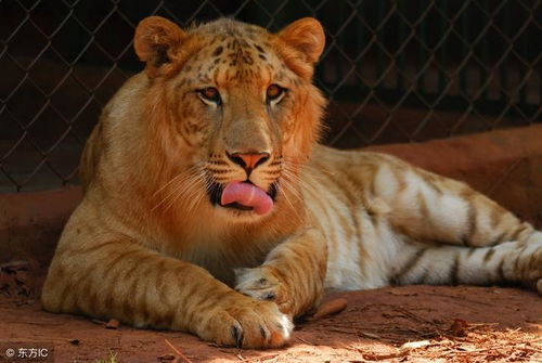 如狼似虎的动物是哪个生肖？如狼牧羊的动物打一生肖是什么生肖？