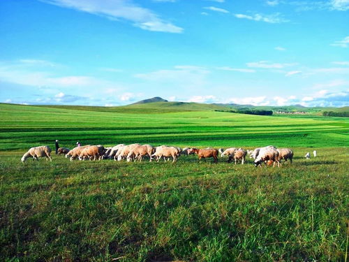 风儿吹得草儿低，难道不是生肖羊儿在悠闲地吃草？