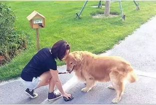 狗替人死，难道它真的为主人挡了灾，这背后有什么神秘的原因吗？