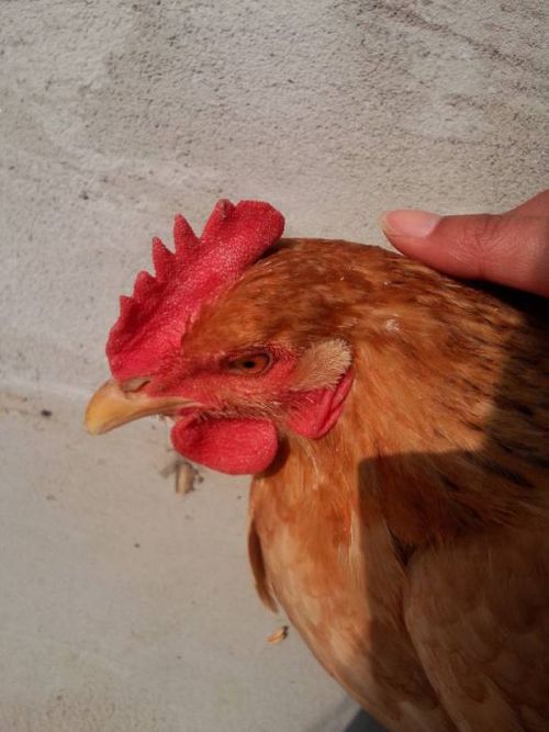 斗鸡走狗指的是哪个生肖？