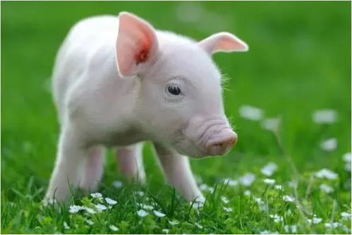 1995年属猪的人与龙年生人结婚，是否为最佳配对？