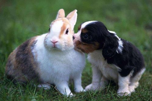 属狗的婚姻中遇到属兔女，最忌讳的相处问题是什么？