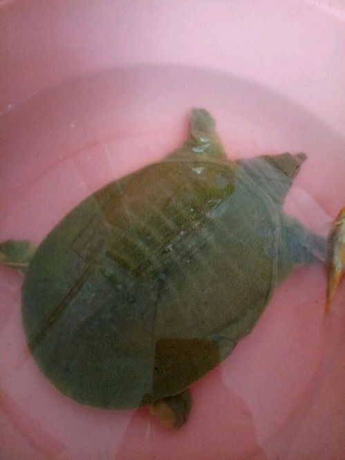 水鱼爬上岸后吉凶如何判断？有没有什么方法可以预测水鱼上岸的吉凶？