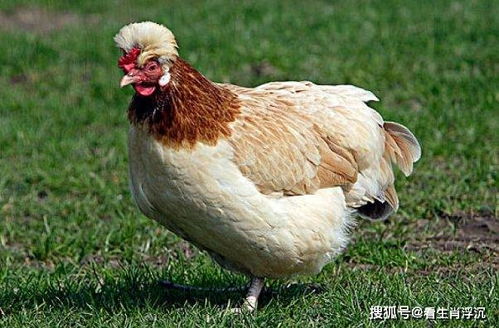 2026年属鸡人会有哪些三喜，最旺的两个地方是哪里？