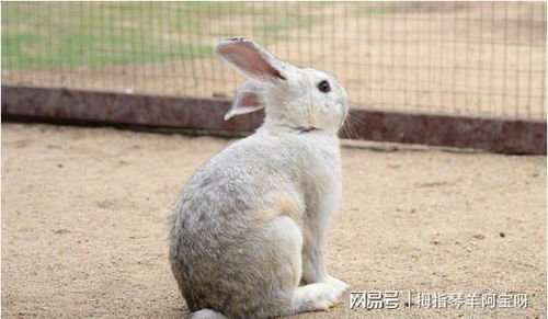 属兔人今年婚姻运势如何？属兔女性最佳婚姻伴侣是谁？