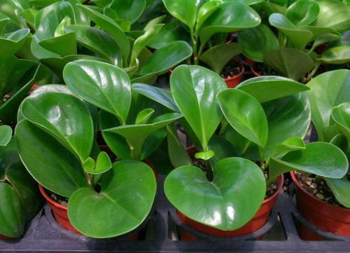 豆瓣绿作为风水用品，其招财旺宅的作用是否真的有效呢？