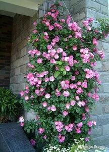 门口种植月季花会对家宅风水产生哪些影响？