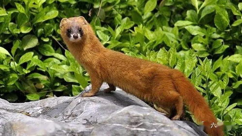 梦见自己救了一只黄鼠狼，这究竟是什么预兆或象征呢？