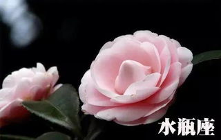 十二星座中，哪个星座的幸运花被称为鲜花之王呢？