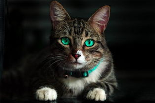 国学视角下的猫翅飞天现象：从异象解读到风水阐释