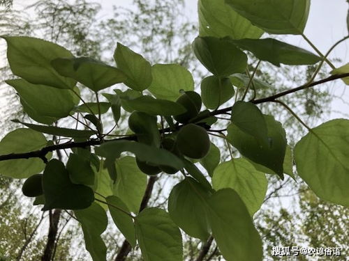 咋念这破名儿？