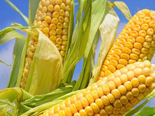 玉米苗窜得比姚明还高预示啥？