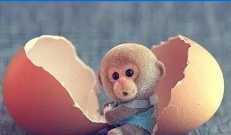 2016年猴宝宝八字，2026年属猴的宝宝命运如何？