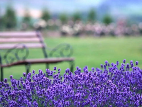M 普罗旺斯的薰衣草香