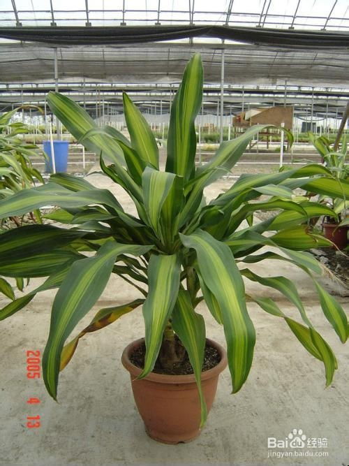 8. 红掌：开门见红与招财纳福的风水布局