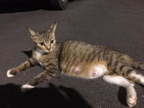 六、 流浪猫——吉祥财运之象征