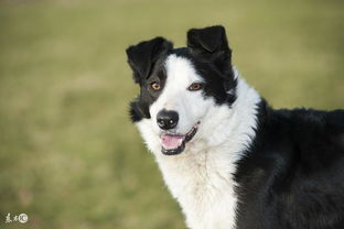 属狗女在哪个月份出生能旺家运呢？