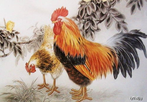 一、鸡崽子取名这事儿可太玄乎了