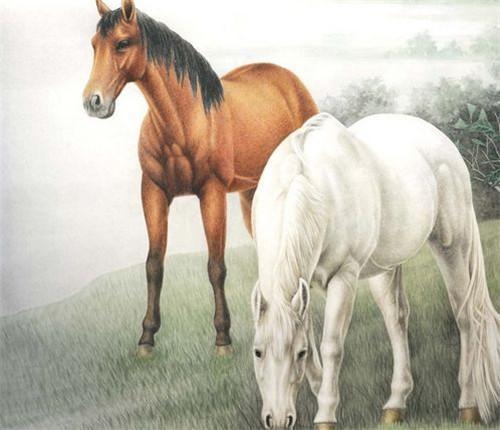 2026年属马本命年转运手机号推荐，老公准备哪些礼物助力转运？