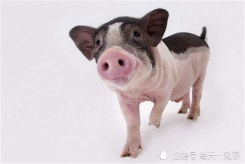 哪个属相与属猪相冲，被认为是蕞克猪的属相呢？