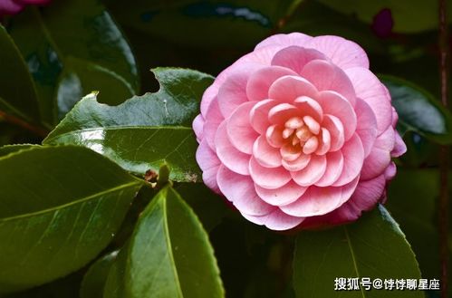 不同场景下的绣球花梦境解析