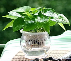 三、  绿萝风水布局的禁忌与注意事项