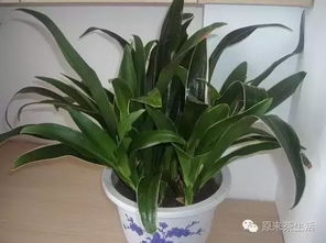 广东万年青叶子发黄是风水不好还是养护不当？如何调整风水和养护方法让叶子变绿？