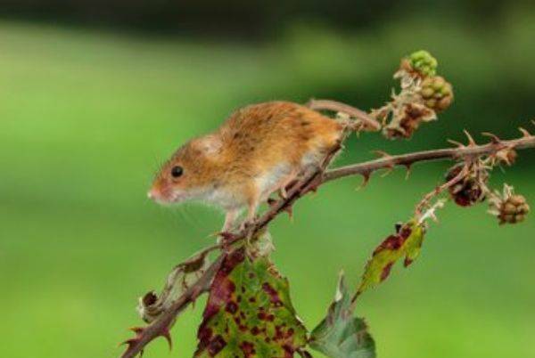 2026年属鼠8月运势具体如何？