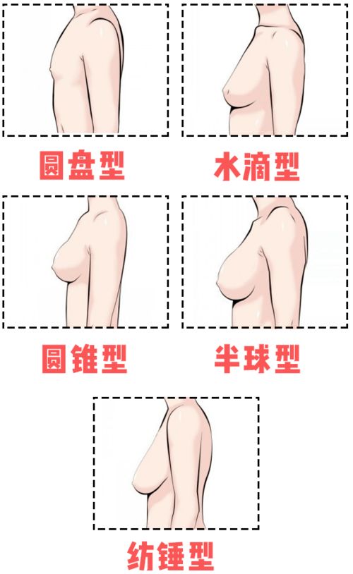 不同胸型的命运解析