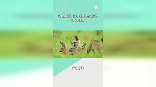 智慧与本能：动物行为学的深层解读