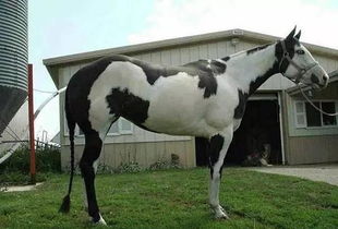 如何详细描述马的外形特征和独特外貌特点？