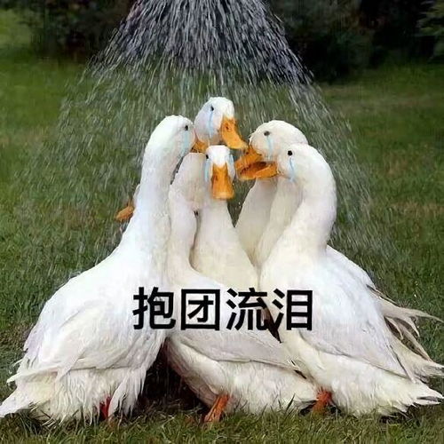 1.3 大规模鸭群投放与媒体呈现
