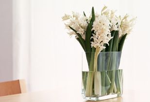 二、适合改善风水的常见花卉种类