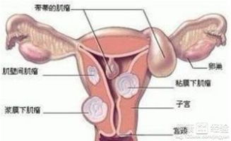 月经的奥秘：揭开子宫的保密