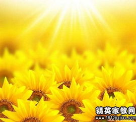 啊！向日葵！为什么我的梦里全是这玩意儿？