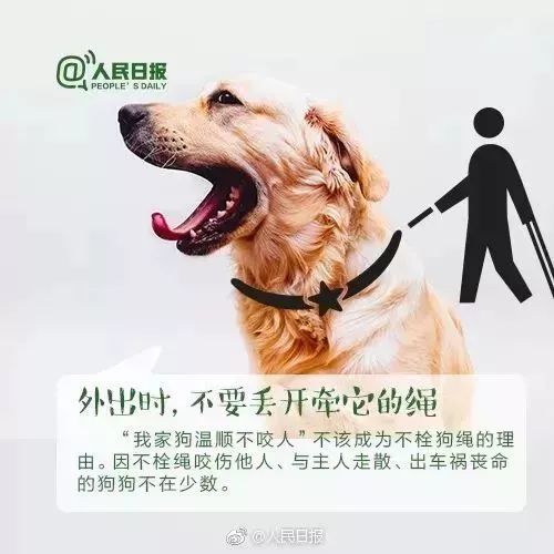 狗：忠诚善良与品德升华