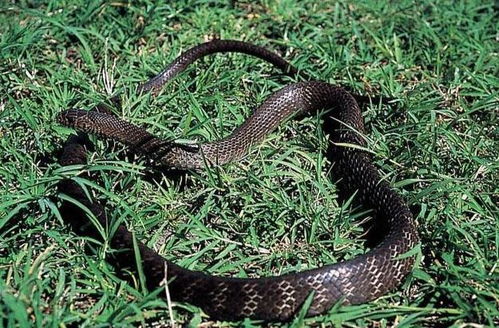 藏鼠卧蛇是哪个生肖，鼠蛇逆天指的是哪个生肖？