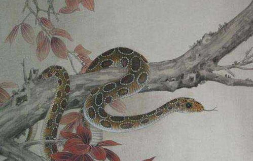 2026年属蛇男性最佳婚姻配对对象是哪一年出生的人？