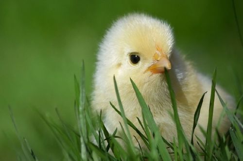 1993年属鸡人2026年感情运势和属鸡女2026年感情运势详解分别是什么？