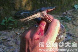 女性梦见观音菩萨变蛇，蛇的预兆是什么？