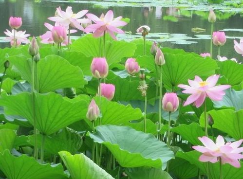 今天起，四大生肖是不是嫩衣食无忧，财运大开，桃花朵朵盛开呢？