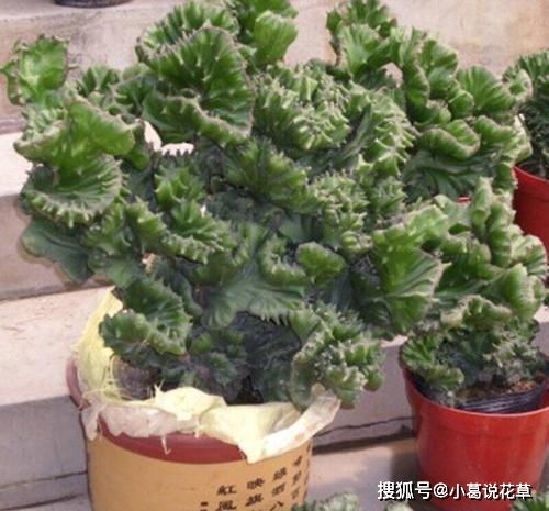 四、 吉祥寓意与实际养护之间的辩证关系