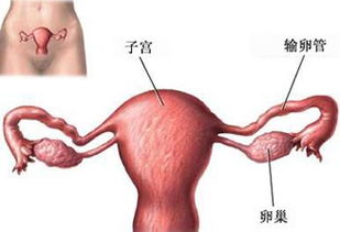 4. “栓子乱跑”——血栓