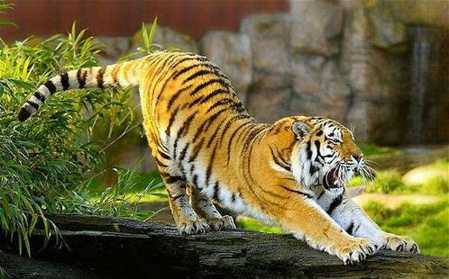 1986年属虎的人现在多少岁，何时开始走大运？