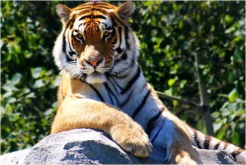 属虎人2026年感情运势具体表现和变化是怎样的？